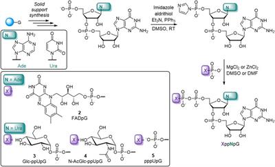 Preparation of RNAs with non-canonical 5′ ends using novel di- and trinucleotide reagents for co-transcriptional capping